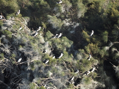 Phalacrocorax varius