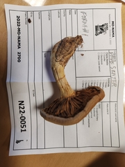 Cortinarius flavifolius