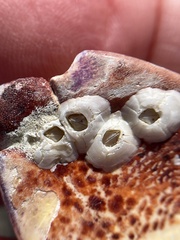 Balanus crenatus