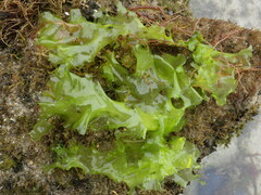 Ulva rigida