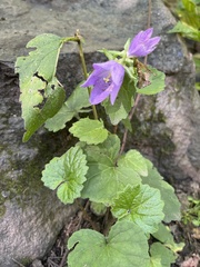 Campanula
