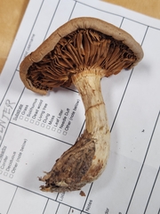 Cortinarius flavifolius