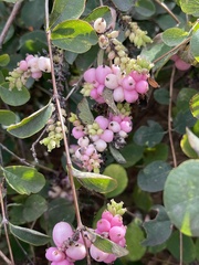 Symphoricarpos orbiculatus