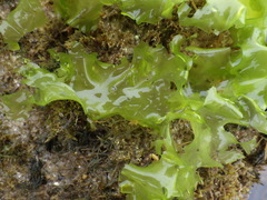 Ulva rigida
