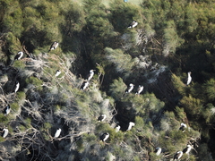 Phalacrocorax varius
