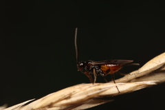 Braconinae
