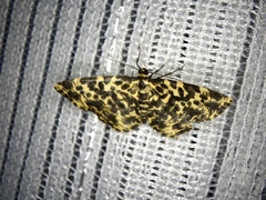 Monocerotesa lutearia