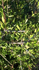 Rhamnus oleoides