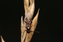 Braconinae