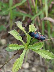 Zygaena filipendulae