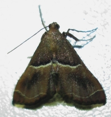 Endotricha consobrinalis