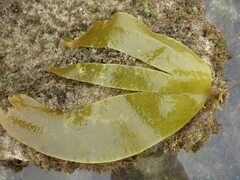 Laminaria ochroleuca