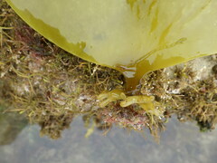 Laminaria ochroleuca