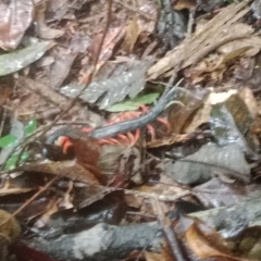 Scolopendra subspinipes