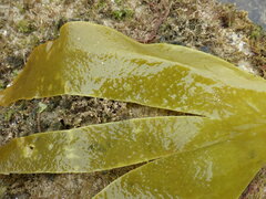 Laminaria ochroleuca