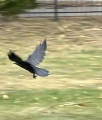 Corvidae