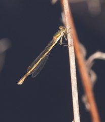 Lestes virens
