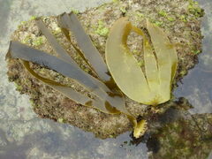 Laminaria ochroleuca