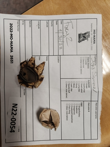 Geastrum