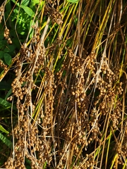 Juncus compressus