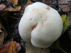 Agaricus sylvicola