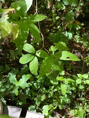 Calycanthus occidentalis