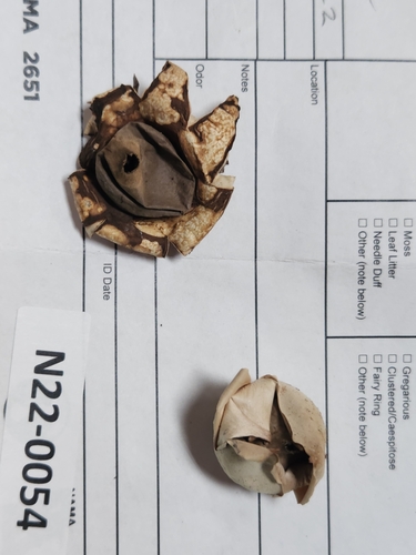 Geastrum (Photo 2 of 2)