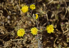 Crepis micrantha