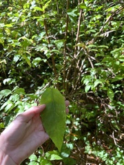 Calycanthus occidentalis