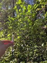 Calycanthus occidentalis