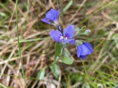 Veronica fruticans