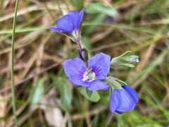 Veronica fruticans