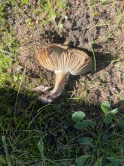 Russula fragrantissima