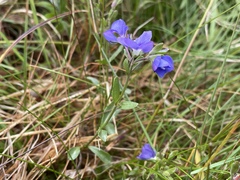 Veronica fruticans