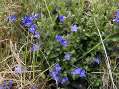 Veronica fruticans