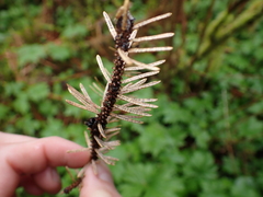 Leotiomycetes