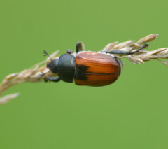 Anisoplia austriaca