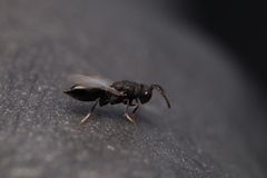 Eurytomidae