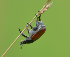 Anisoplia austriaca