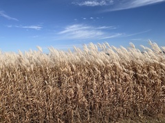 Miscanthus sacchariflorus