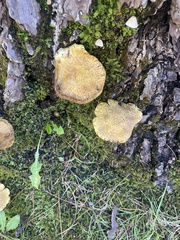 Suillus tomentosus