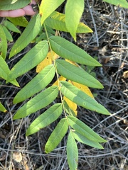 Juglans hindsii