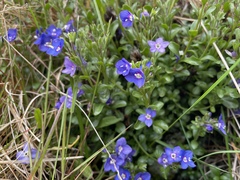 Veronica fruticans