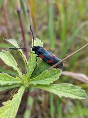 Zygaena filipendulae