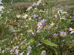 Symphyotrichum × salignum