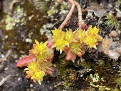 Sedum annuum
