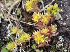 Sedum annuum