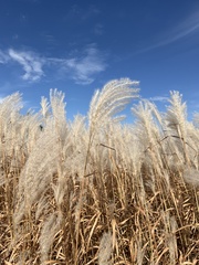 Miscanthus sacchariflorus