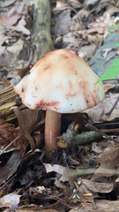 Amanita novinupta