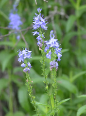 Veronica teucrium